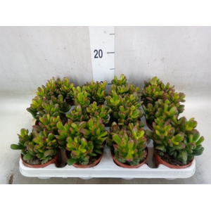 Crassula ovata 'Gandalf'