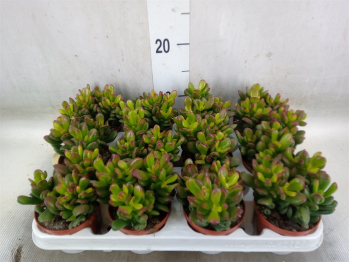 <h4>Crassula ovata 'Gandalf'</h4>