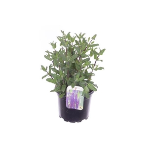 Salvia nemorosa