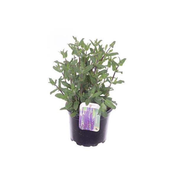 <h4>Salvia nemorosa</h4>