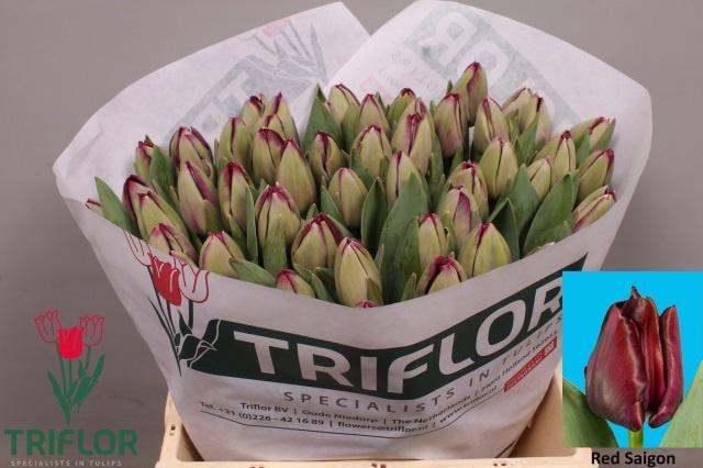 <h4>TU EN RED SAIGON</h4>