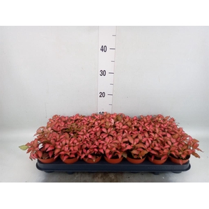 Fittonia verschaf. 'Forest Flame'