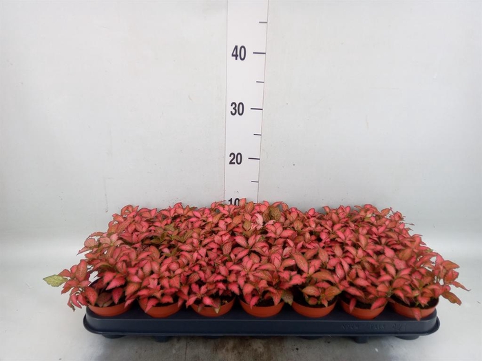 <h4>Fittonia verschaf. 'Forest Flame'</h4>