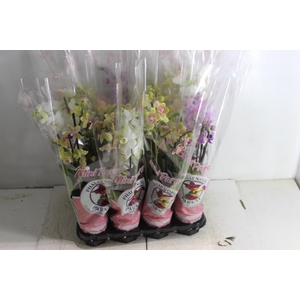 PHALAENOPSIS MINI P09 4 HT