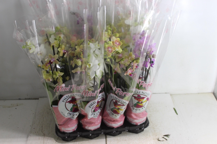 <h4>PHALAENOPSIS MINI P09 4 HT</h4>