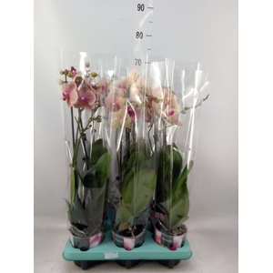 Phalaenopsis   ...