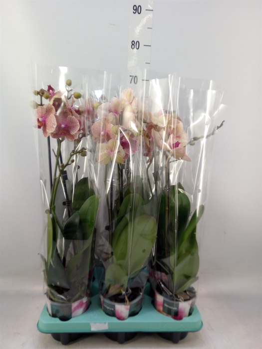 <h4>Phalaenopsis   ...</h4>
