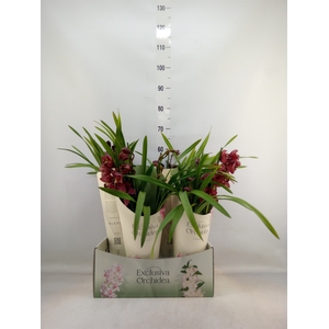 Cymbidium   ...