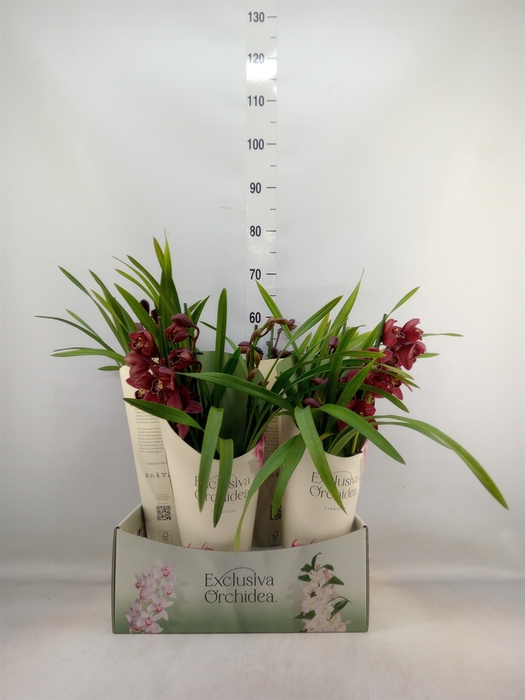 <h4>Cymbidium   ...</h4>