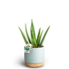 ALOE VERA P10 WB B