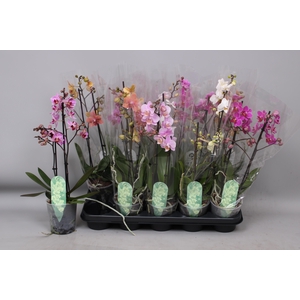 PHAL MF GEM 6 KL