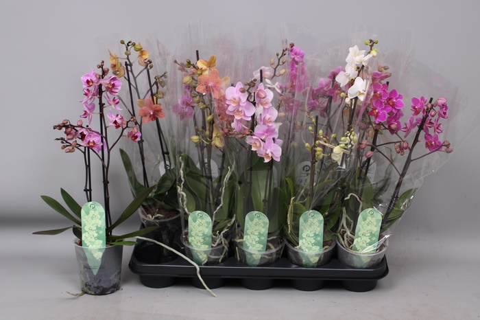 <h4>PHAL MF GEM 6 KL</h4>