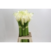 Zantedeschia Eydolls White