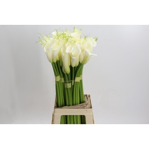 Zantedeschia Eydolls White