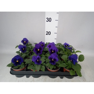 Viola wr. 'Delta Blue wBlotch'