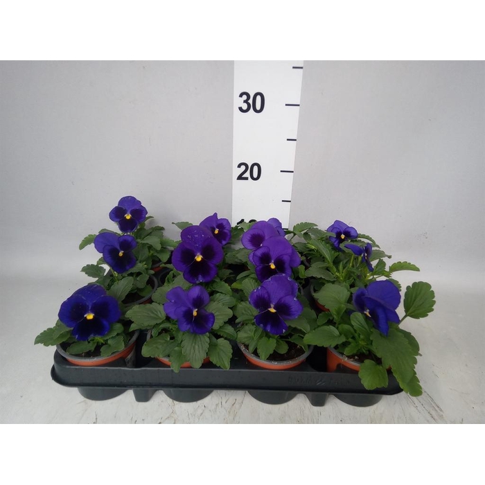 <h4>Viola wr. 'Delta Blue wBlotch'</h4>