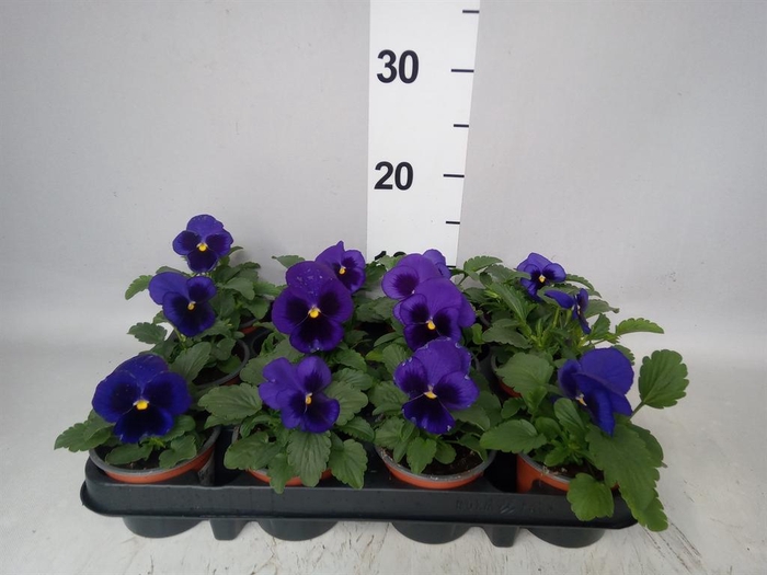 Viola wr. 'Delta Blue wBlotch'