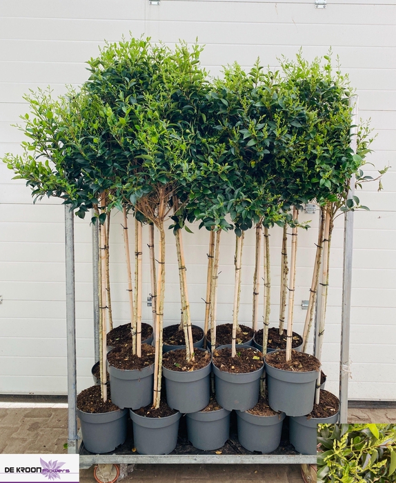 <h4>LIGUS LUCIDUM</h4>