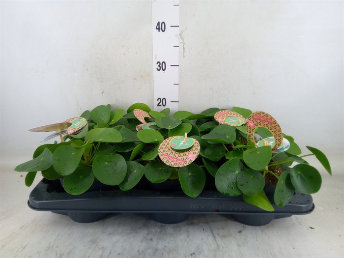 <h4>Pilea peperomioides</h4>