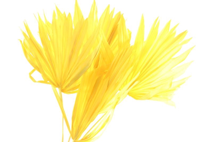 Palm Sun Yellow