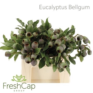 Eucalyptus Bellgum