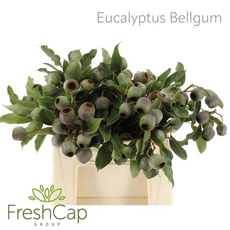 <h4>Eucalyptus Bellgum</h4>