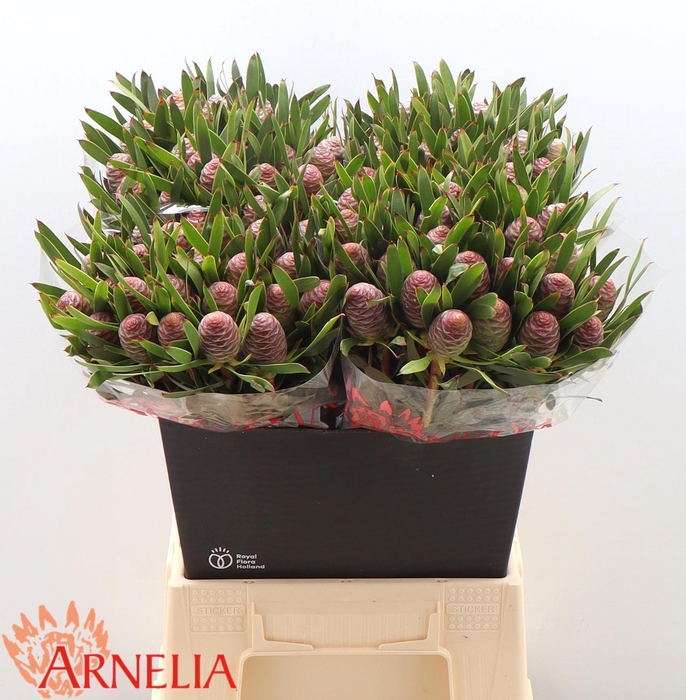 <h4>LEUCAD C AYOBA BL PE</h4>