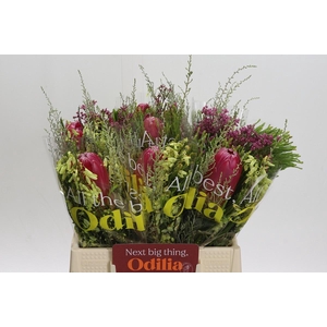 BQ Protea Brenda SFB