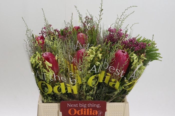 <h4>BQ Protea Brenda SFB</h4>