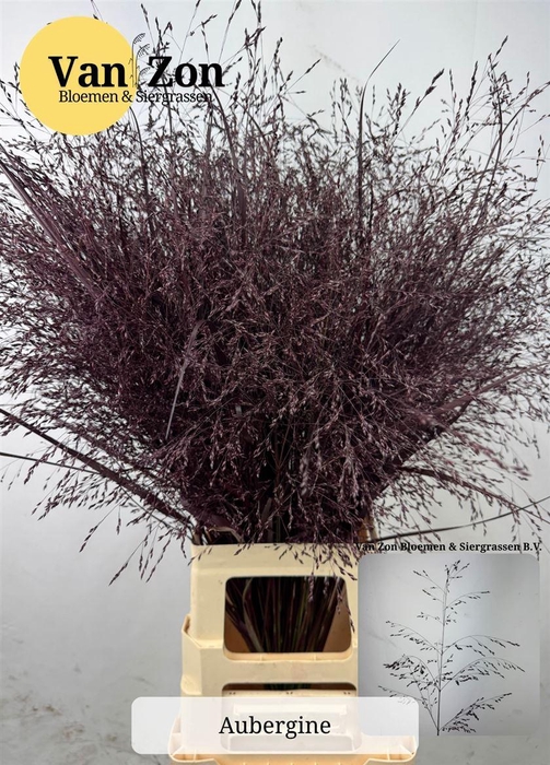 <h4>Siergras Panicum Kbh Aubergine</h4>