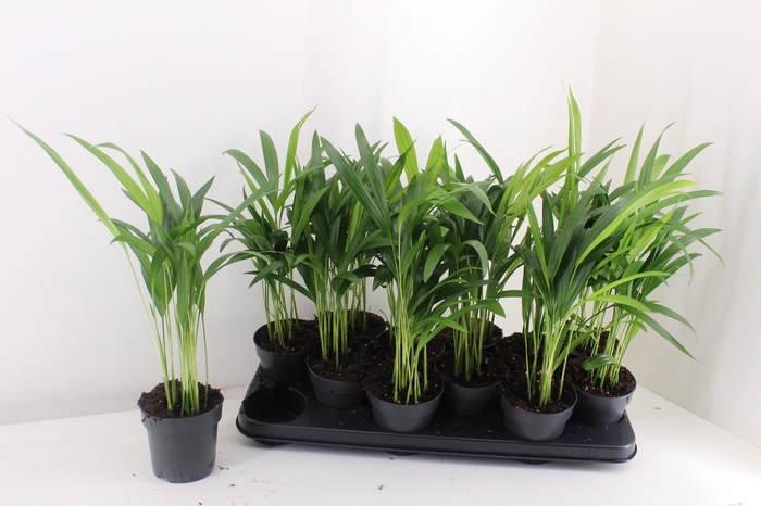 <h4>DYPSIS LUTESCENS</h4>