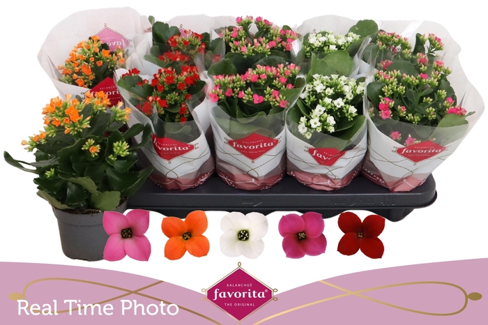 <h4>KAL EN GEM 5 KL</h4>