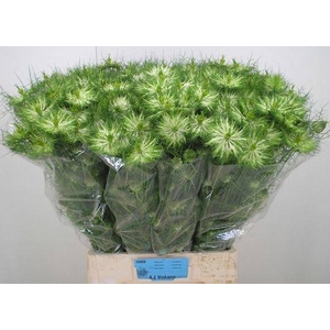 NIGE D GREEN DREAM