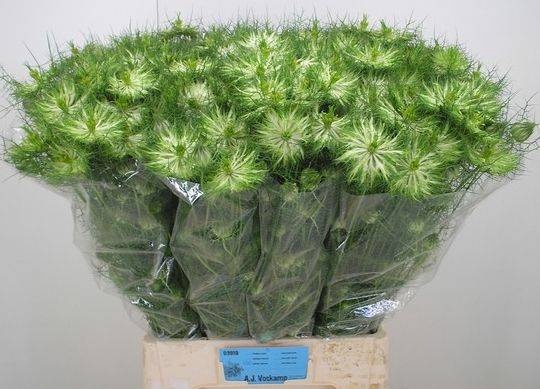 <h4>NIGE D GREEN DREAM</h4>
