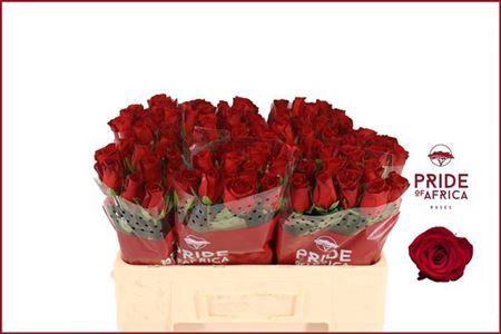 <h4>R Gr Revolution</h4>