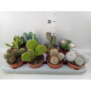 Cactus   ...mix