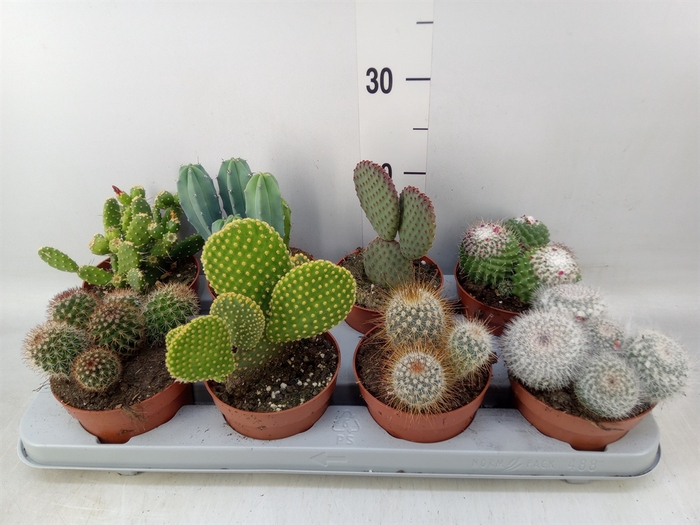 <h4>Cactus   ...mix</h4>