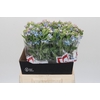 Oxypetalum Tweedia Blue