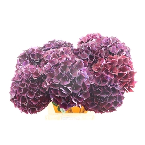 Hydr M Ruby Purple 80-23