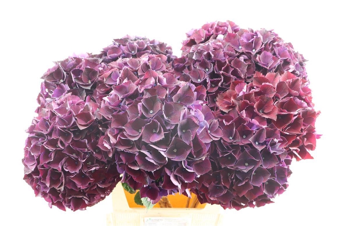 <h4>Hydr M Ruby Purple 80-23</h4>