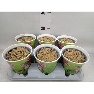 Hordeum sp.   ...kattegras zaai