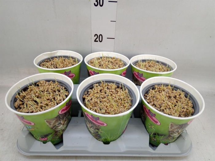 <h4>Hordeum sp.   ...kattegras zaai</h4>