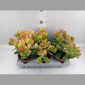 Crassula ovata 'Sunset'