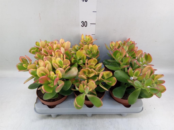 <h4>Crassula ovata 'Sunset'</h4>