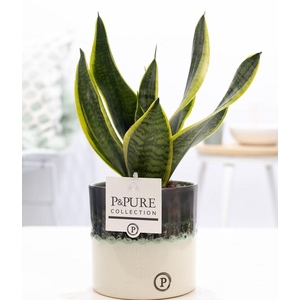 Sansevieria Trif. 