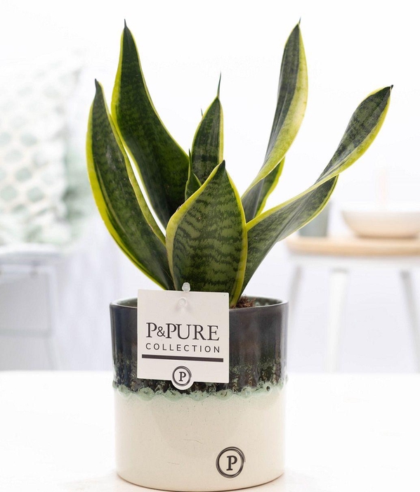 <h4>Sansevieria Trif. "Fut. S" in P&PURE Illusion cer. perfectly imp</h4>
