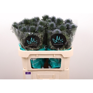 ERYN SCORPIU QUESTAR