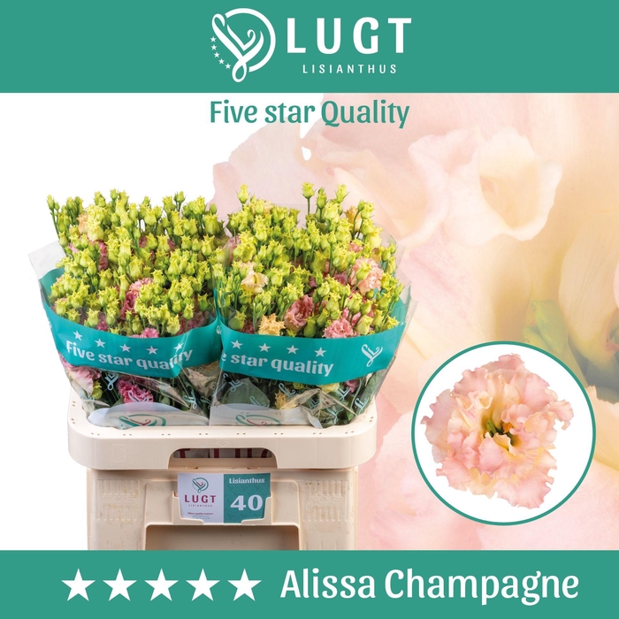 <h4>Lisianthus Alissa Champagne</h4>