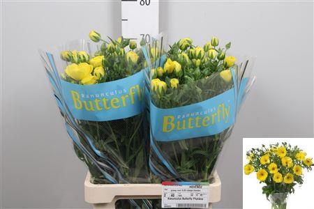 <h4>Ran Butterfly Phytalos</h4>