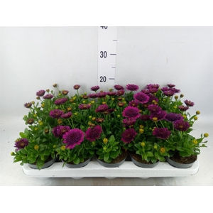 Osteospermum  'FlowPow Dbl Purple'